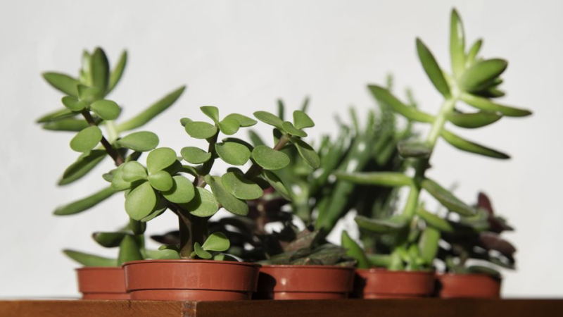Растения в горшках, которые помогают семье в финансовом благополучии