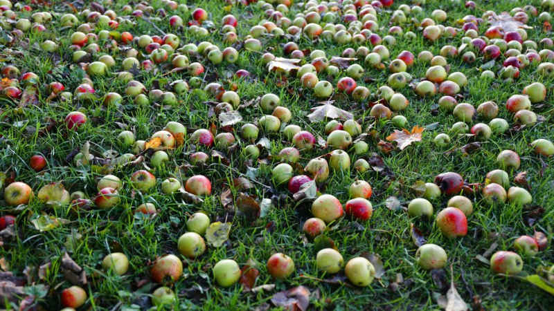 Упавшие с деревьев яблоки превратились в падалицу