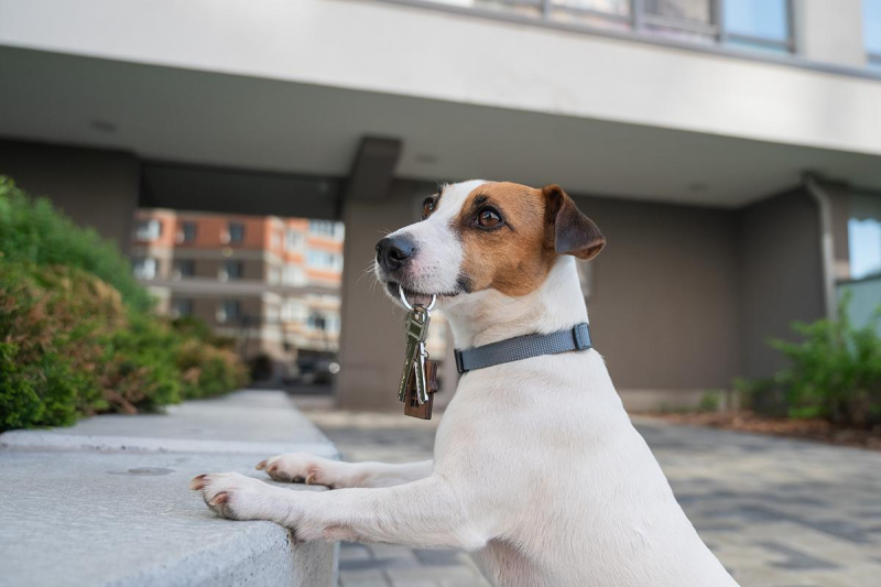 Доплата, уборка и хорошее воспитание: как снять квартиру с питомцем