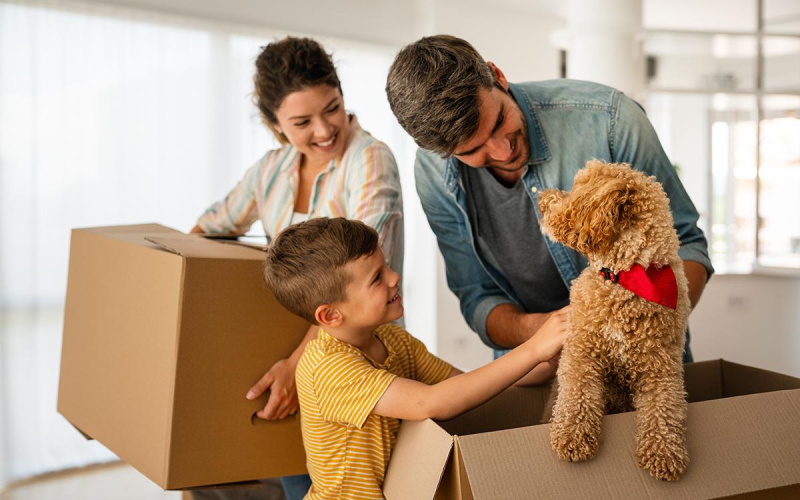 Доплата, уборка и хорошее воспитание: как снять квартиру с питомцем