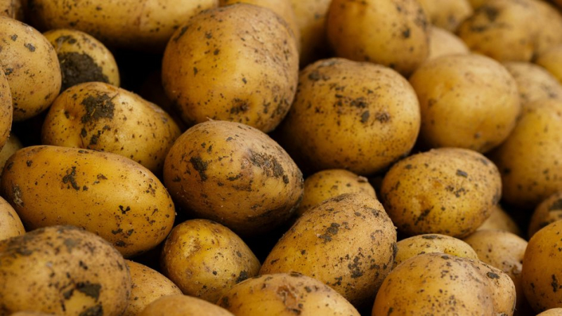 Картофель хранится в подвале, чтобы избежать порчи урожая