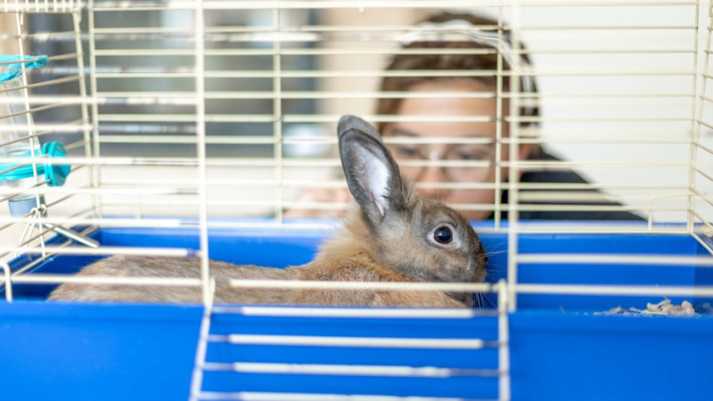 Девочка смотрит на кролика, который сидит в клетке