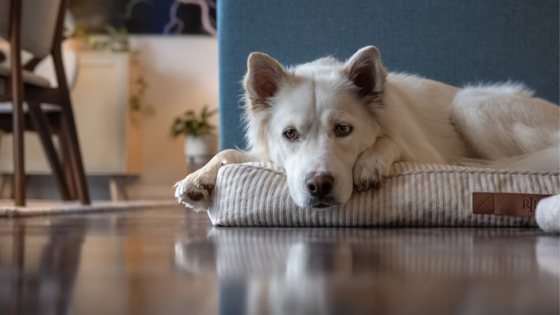 Собака лежит на охлаждающем коврике 