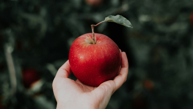 Сбор яблок согласно лунному календарю