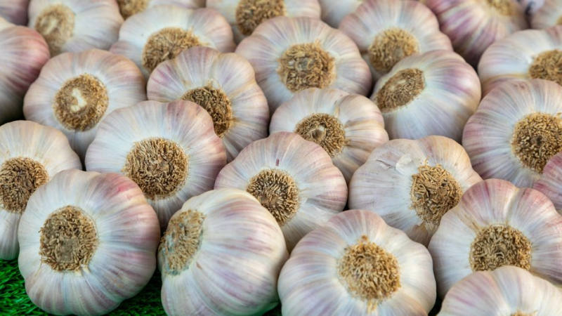 Чеснок для посадки в огороде согласно лунному календарю