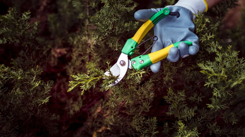 Обрезка кустарников согласно лунному календарю