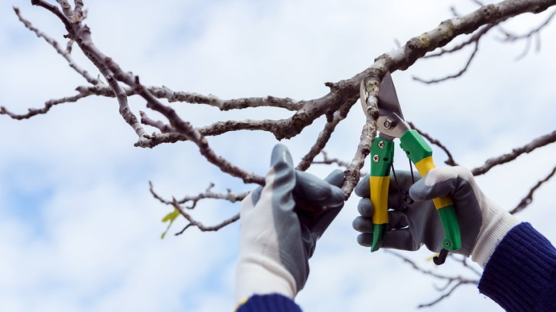 Обрезка деревьев согласно рекомендациям лунного календаря