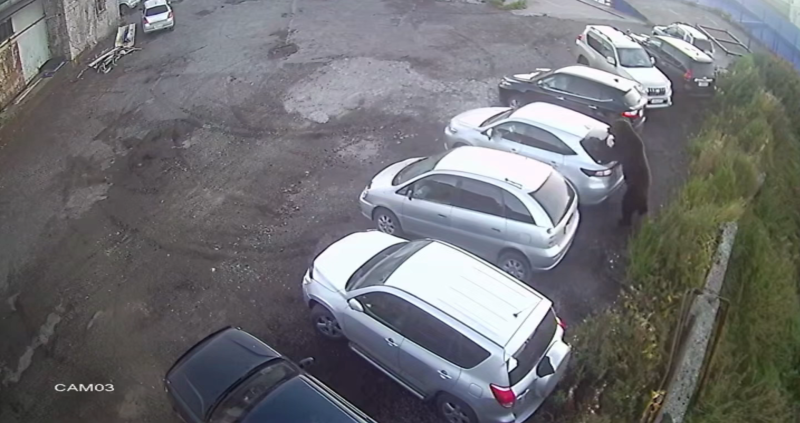 Медвежий террор: почему на Камчатке агрессивные хищники чаще стали нападать на людей