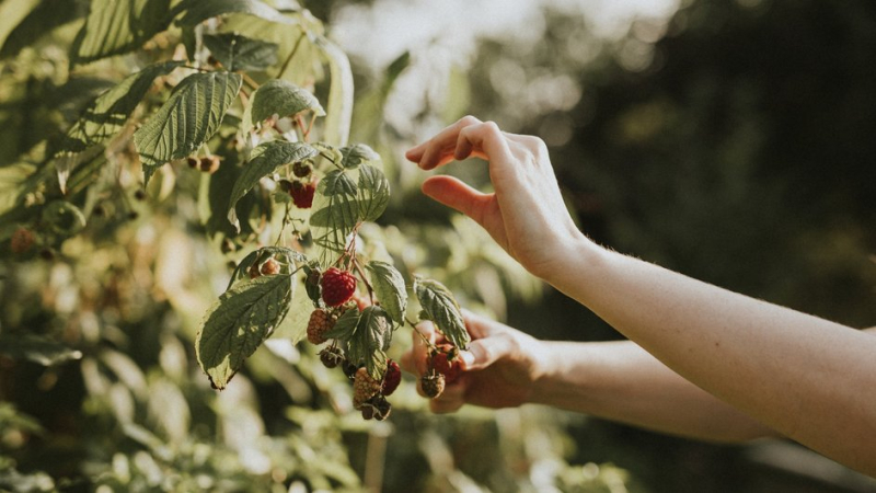 Малина летом до обрезки