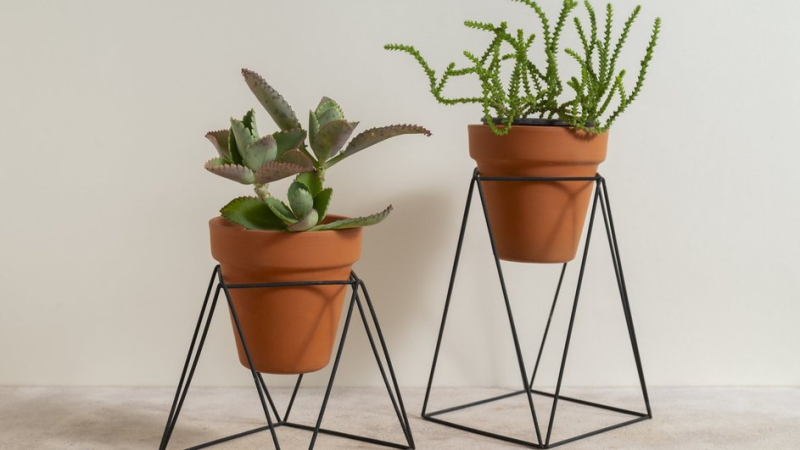 Комнатные растения на напольной подставке 