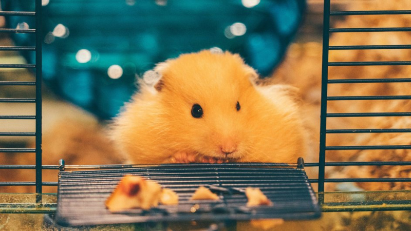 Хомячок в клетке