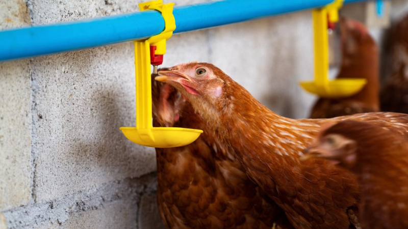 Домашняя курица пьет воду из поилки 